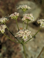 Perideridia pringlei