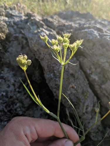 Image of Perideridia pringlei by no rights reserved