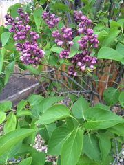 Syringa