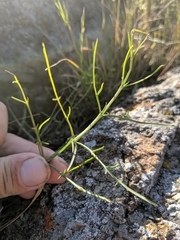 Perideridia pringlei