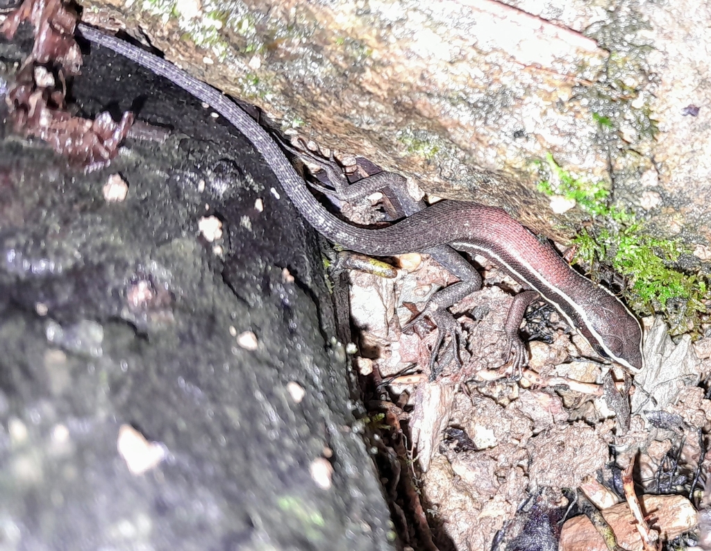 Northern Whiptailed Skink