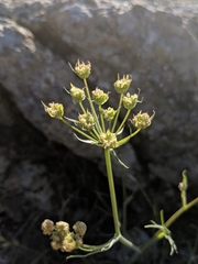 Perideridia pringlei