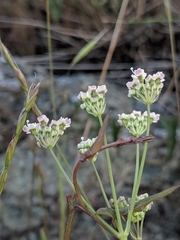Perideridia pringlei