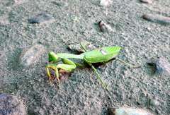 Stagmatoptera hyaloptera