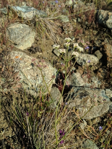 Image of Perideridia pringlei by no rights reserved