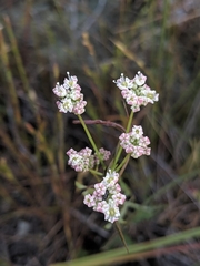 Perideridia pringlei