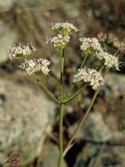 Perideridia pringlei