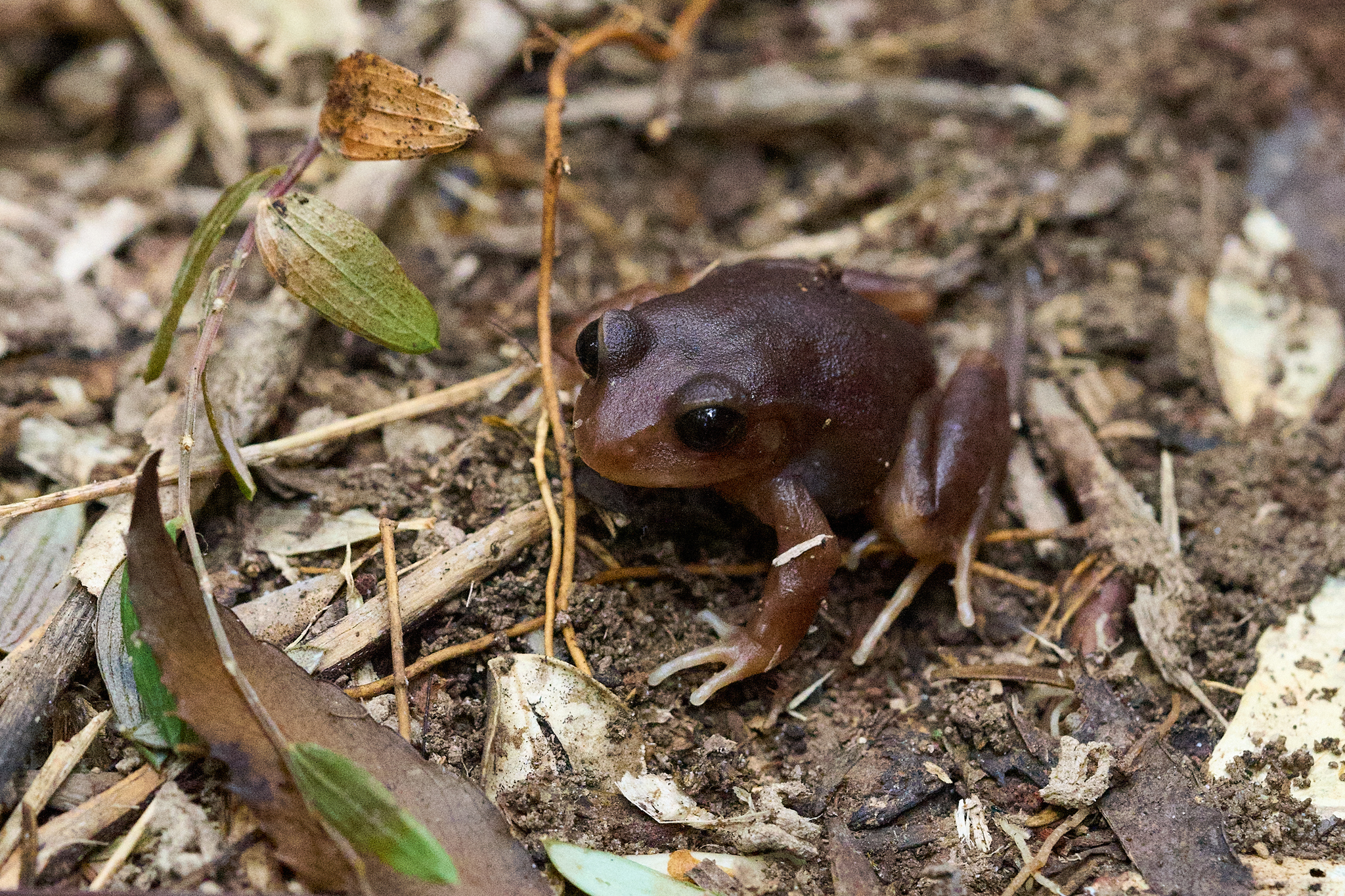 Eupsophus altor Nuñez, Rabanal & Formas, 2012
