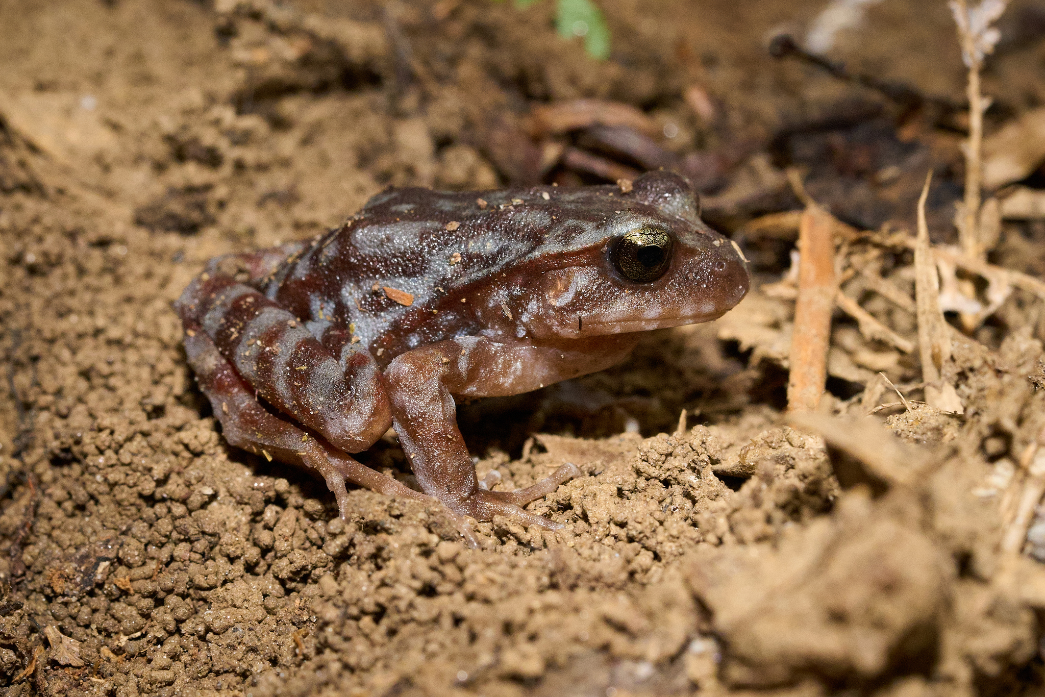 Eupsophus altor Nuñez, Rabanal & Formas, 2012