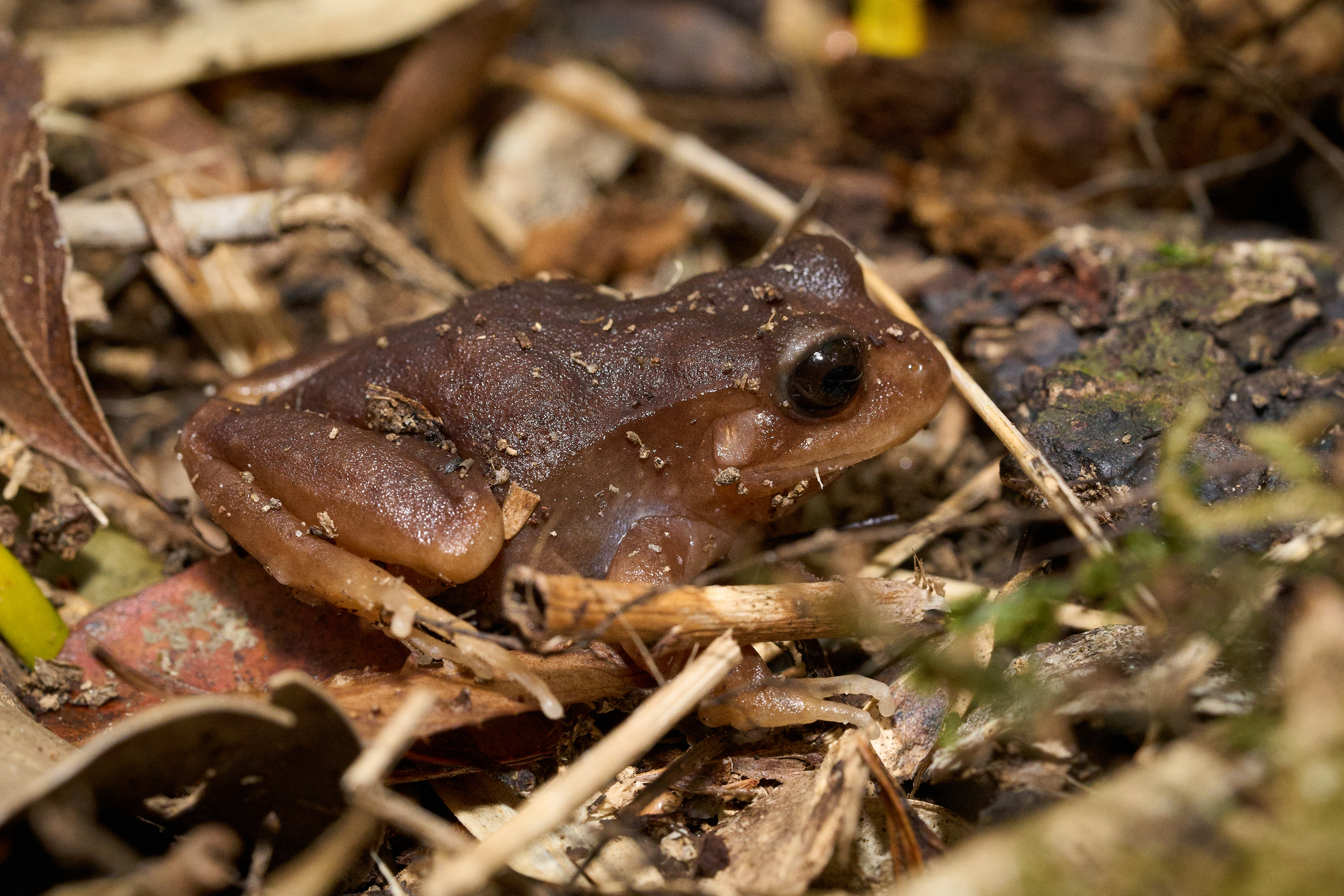 Eupsophus altor Nuñez, Rabanal & Formas, 2012