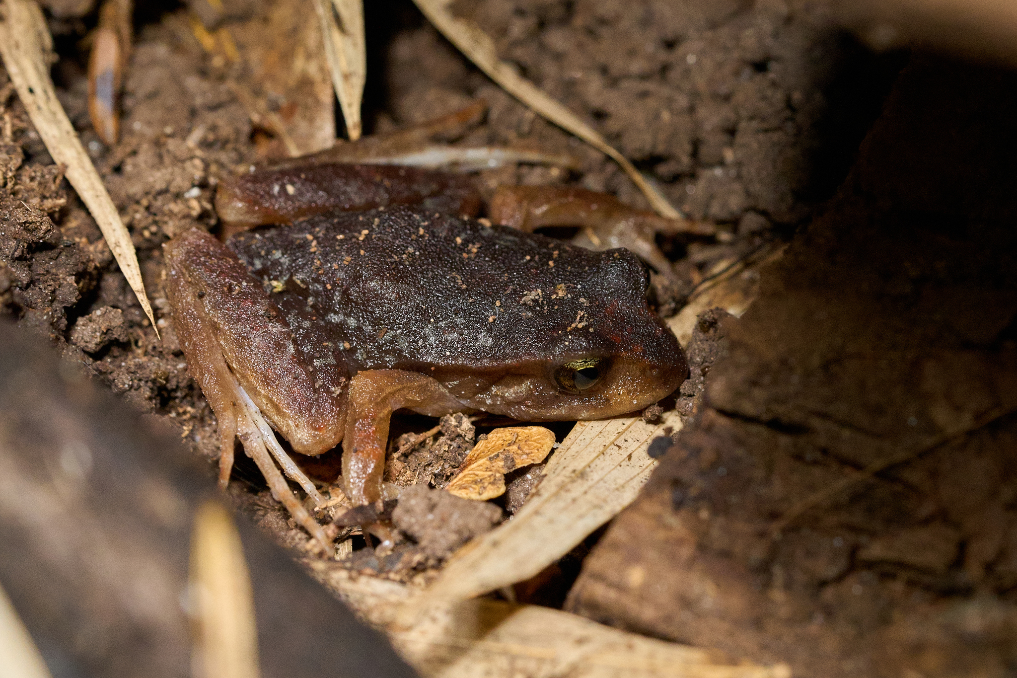 Eupsophus altor Nuñez, Rabanal & Formas, 2012
