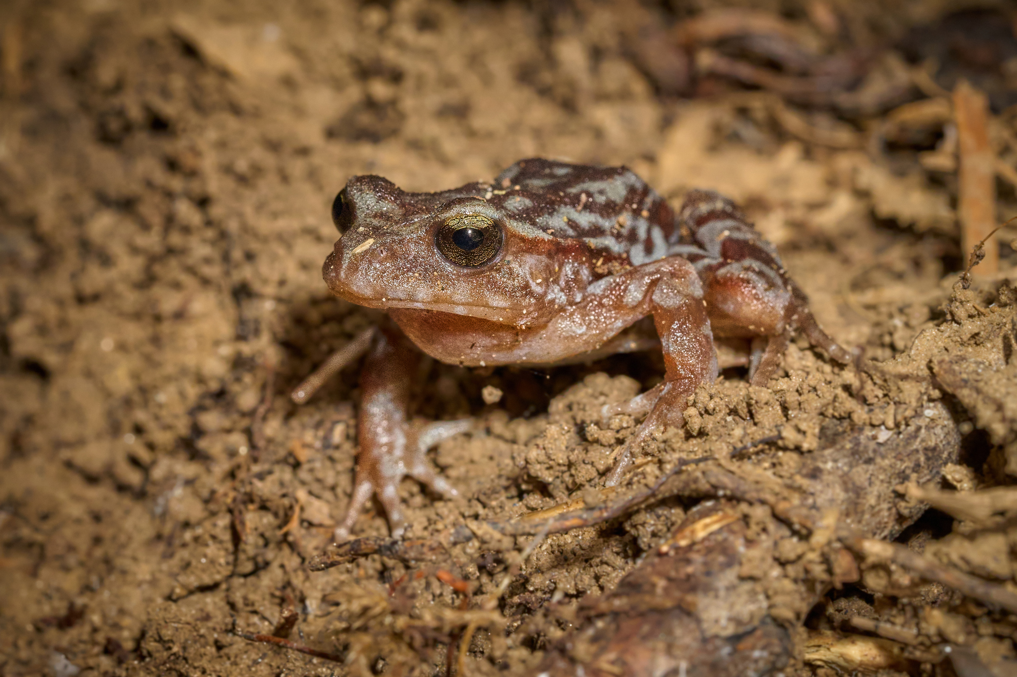Eupsophus altor Nuñez, Rabanal & Formas, 2012