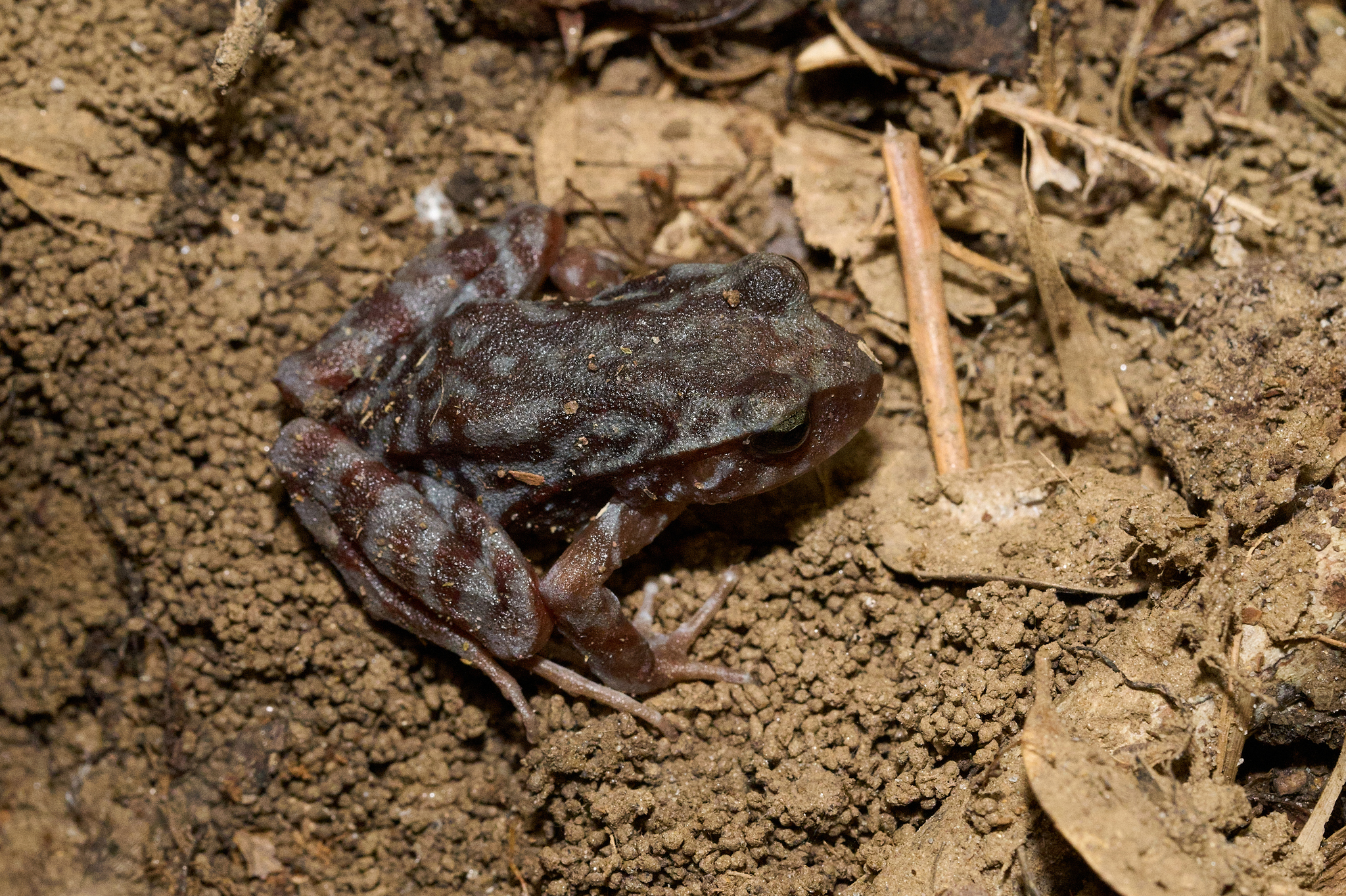 Eupsophus altor Nuñez, Rabanal & Formas, 2012
