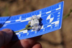 Plagiobothrys arizonicus