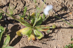Plagiobothrys arizonicus
