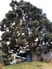 Pinus torreyana