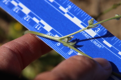 Plagiobothrys arizonicus