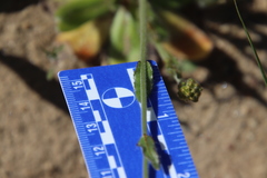 Plagiobothrys arizonicus