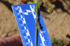 Plagiobothrys arizonicus