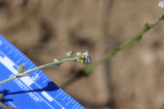 Plagiobothrys arizonicus