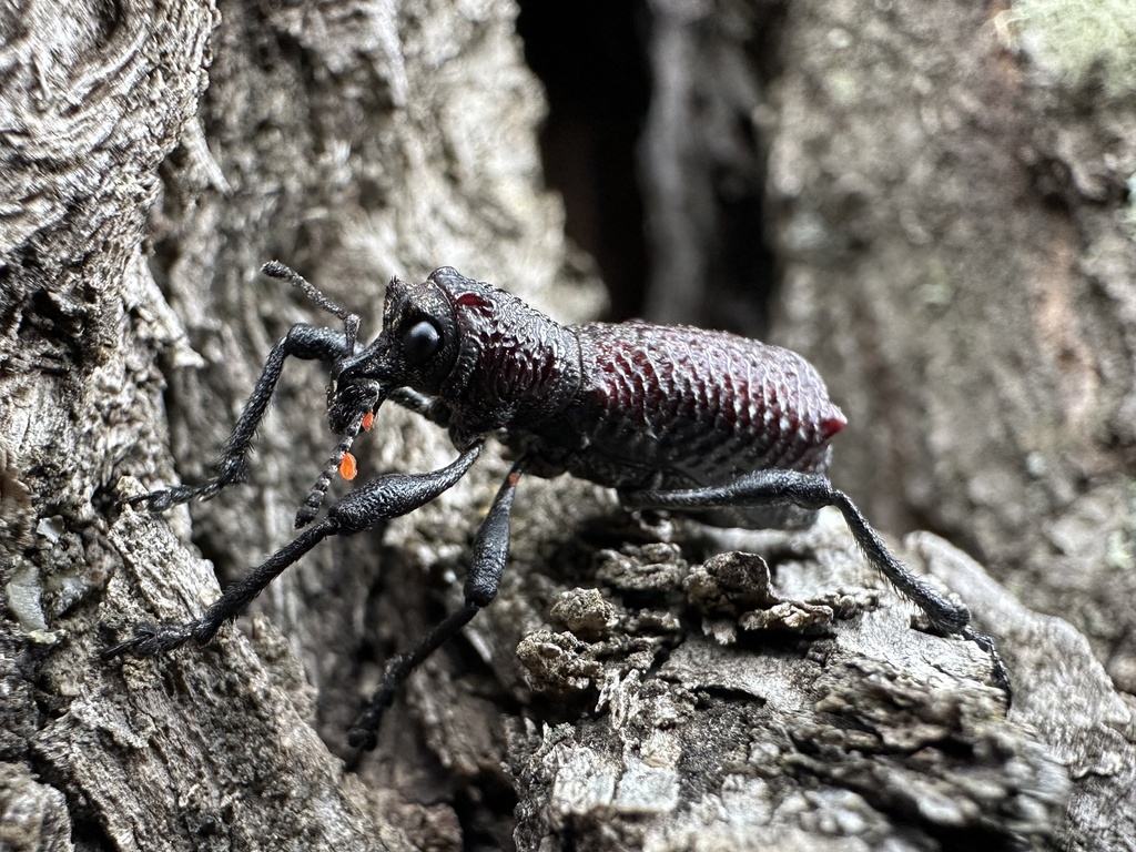 Aegorhinus vitulus from Parque Nacional Torres del Paine, Torres del ...