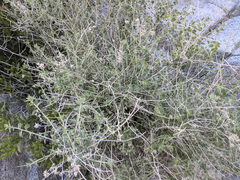 Brickellia desertorum