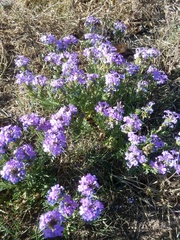Glandularia wrightii