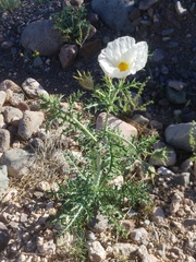 Argemone chisosensis