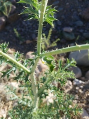 Argemone chisosensis