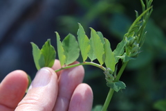 Lathyrus vestitus alefeldii