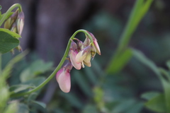 Lathyrus vestitus alefeldii