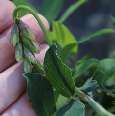 Lathyrus vestitus alefeldii