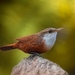 Canyon Wren - Photo (c) HUGO REDONA, some rights reserved (CC BY-NC), uploaded by HUGO REDONA