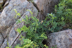 Lathyrus vestitus alefeldii