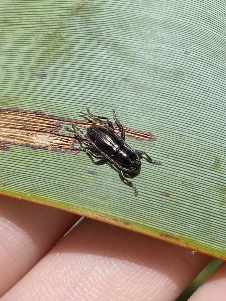 Stenellipsis grata