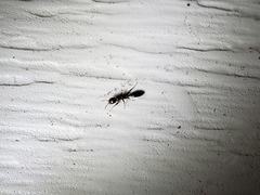 Pseudomyrmex ejectus