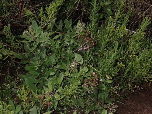 Pluchea fosbergii observed 2024-02-14