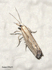 Plutella porrectella