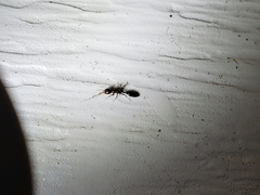 Pseudomyrmex ejectus