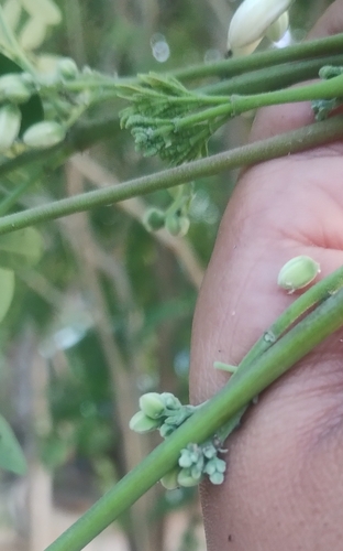 Moringa (Moringa oleifera)