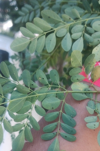 Moringa (Moringa oleifera)