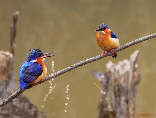 Malagasy Kingfisher