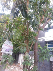 Dolichandrone