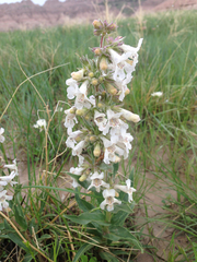 Penstemon albidus