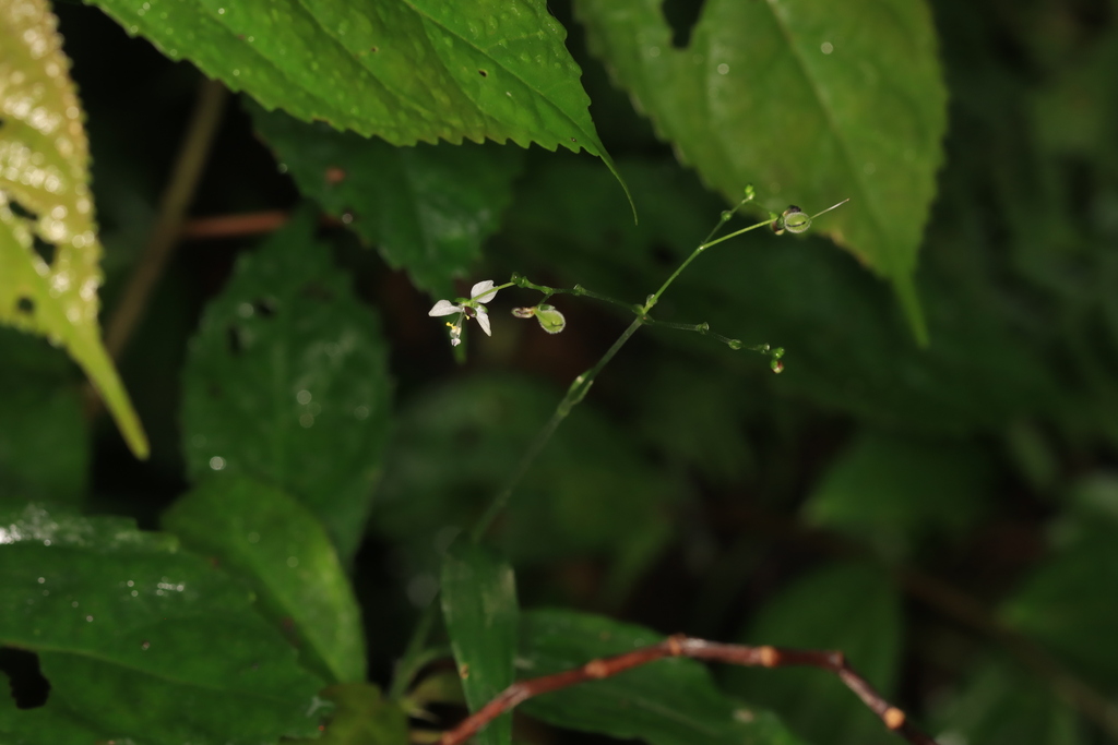 Rough Dayflower (Rhopalephora scaberrima)