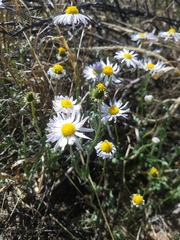 Astranthium robustum