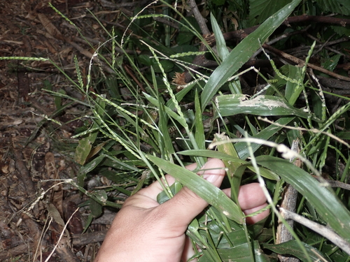 Urochloa plantaginea observed 2024-02-14