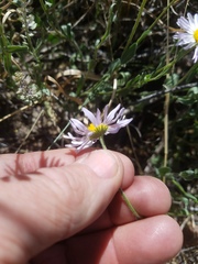 Astranthium robustum