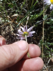 Astranthium robustum