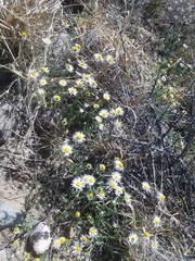 Astranthium robustum